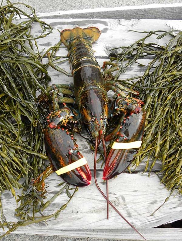 1.25 lb Fresh Live Maine Lobster