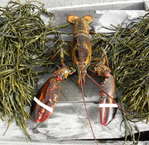 1.50 lb Fresh Live Maine Lobster