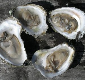 https://www.graffambroslobster.com/wp-content/uploads/2021/11/norumbega-oysters-1-300x281.jpg