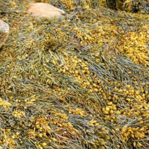 Detail, Seaweed and kelp on beach rocks, Mount Desert Island, Acadia National Park, Seawall Maine