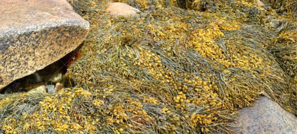 Raw Fresh Seaweed