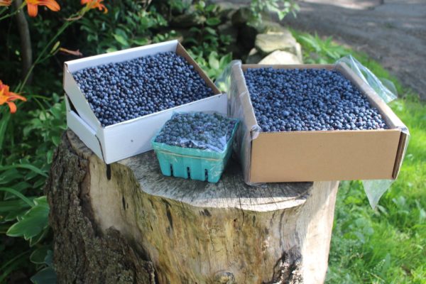 Wild Maine Blueberries 1 lb (Frozen)